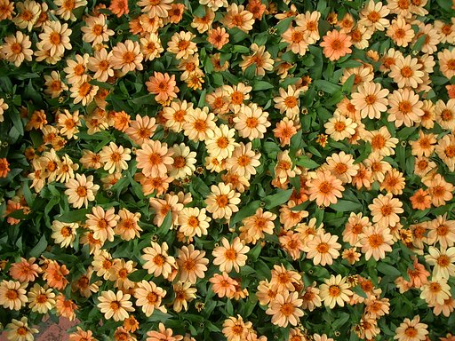 〜圧倒される、花・はな・ハナ〜