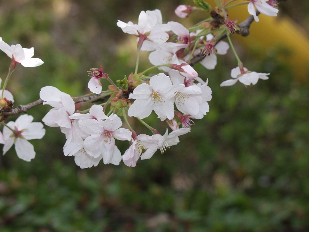 桧原桜　我家の近くのローカルな桜の名所
