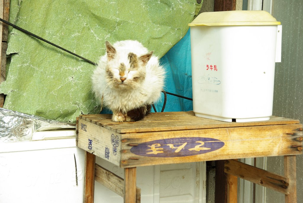 (silver)仕出し屋の猫
