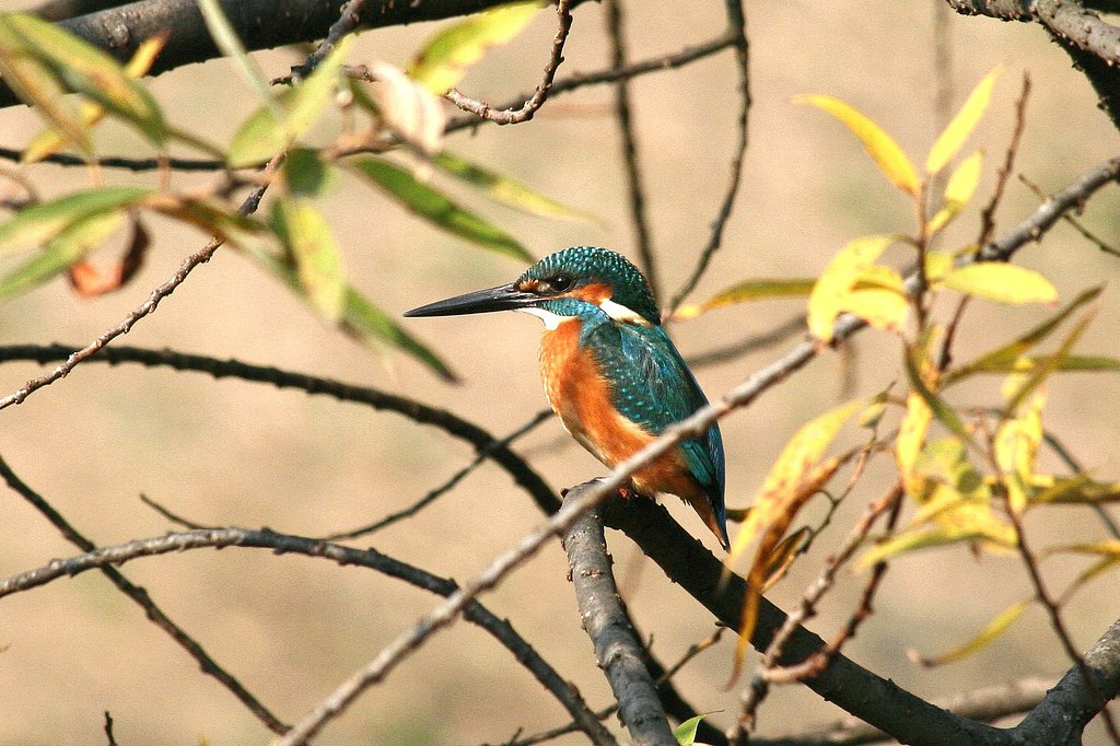 西日を浴びるカワセミ