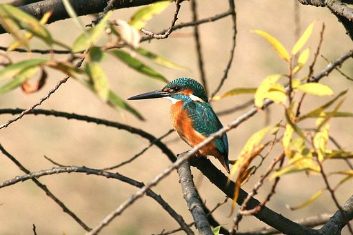 西日を浴びるカワセミ