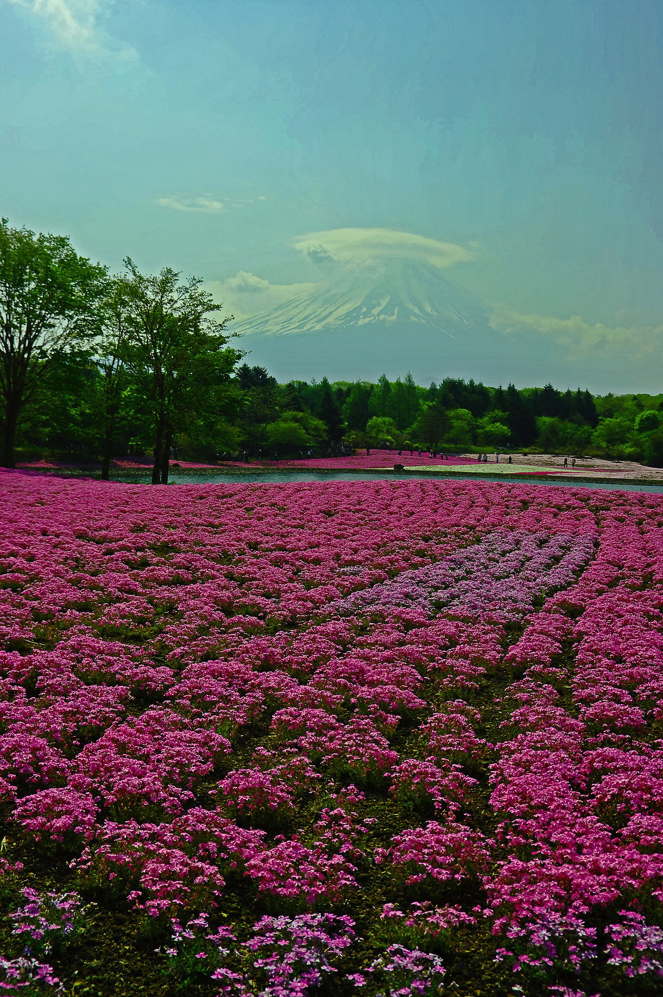 本栖湖の芝桜
