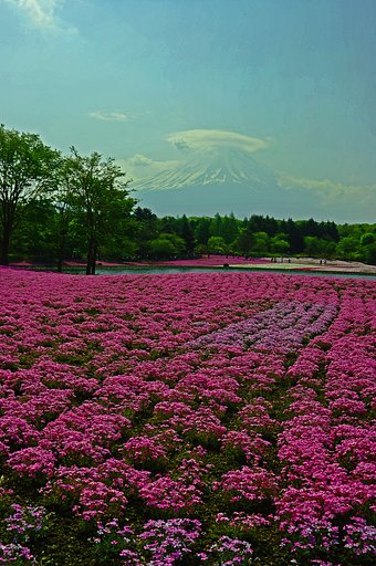 本栖湖の芝桜
