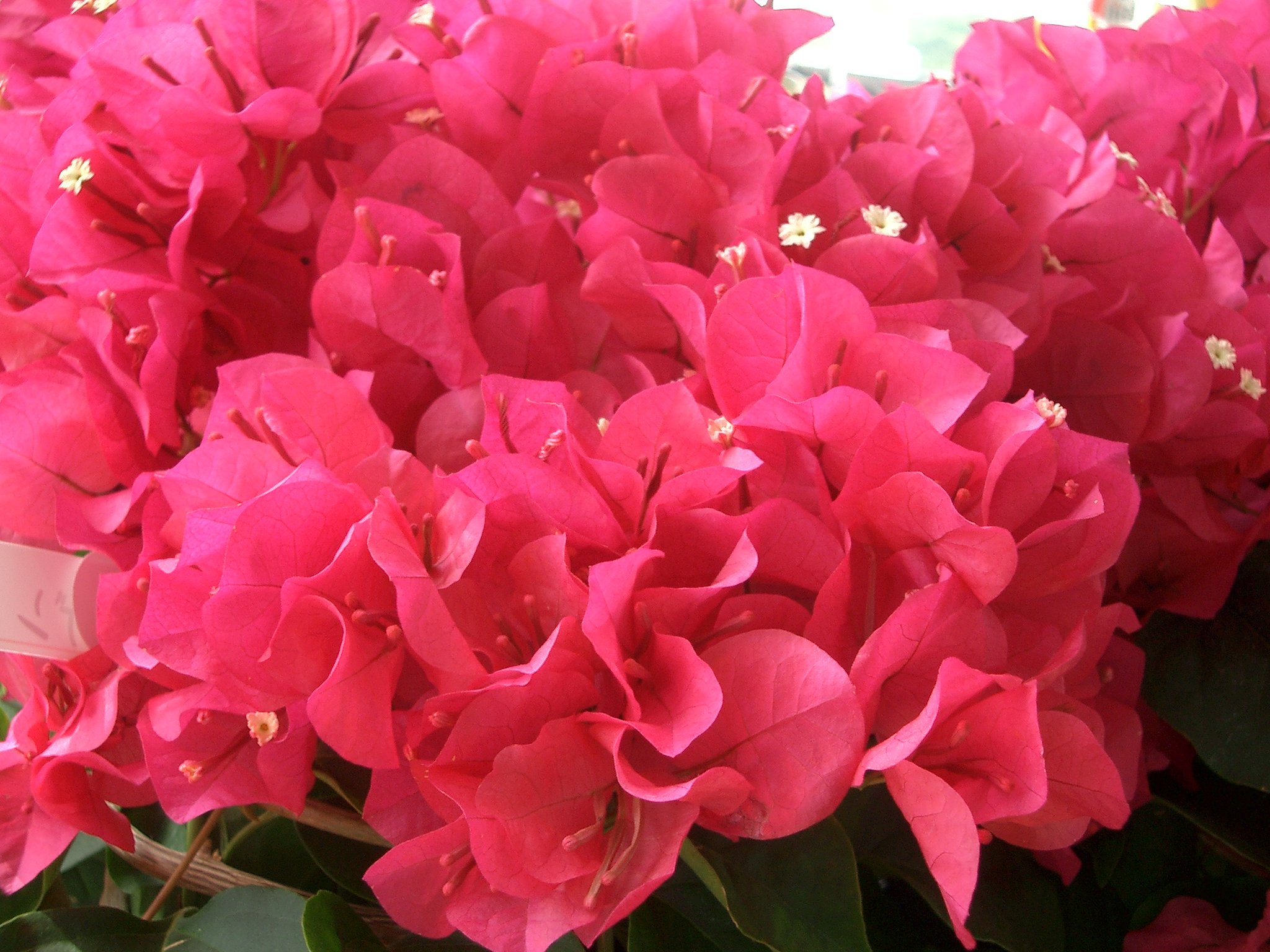 売り場の花-12