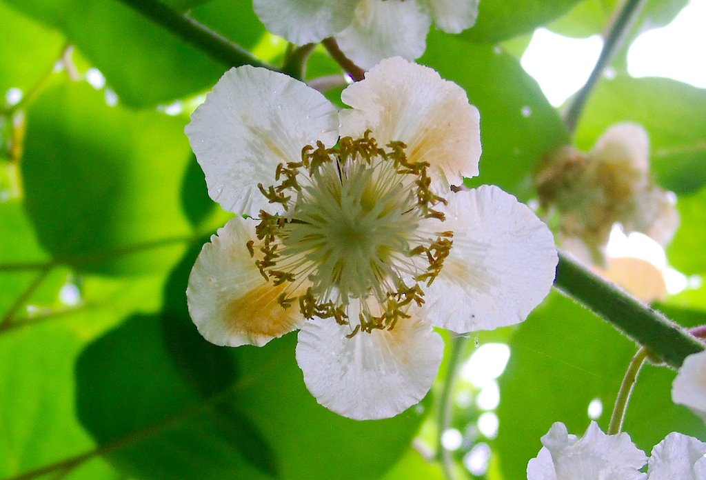 キーウイフルーツの雌花-1