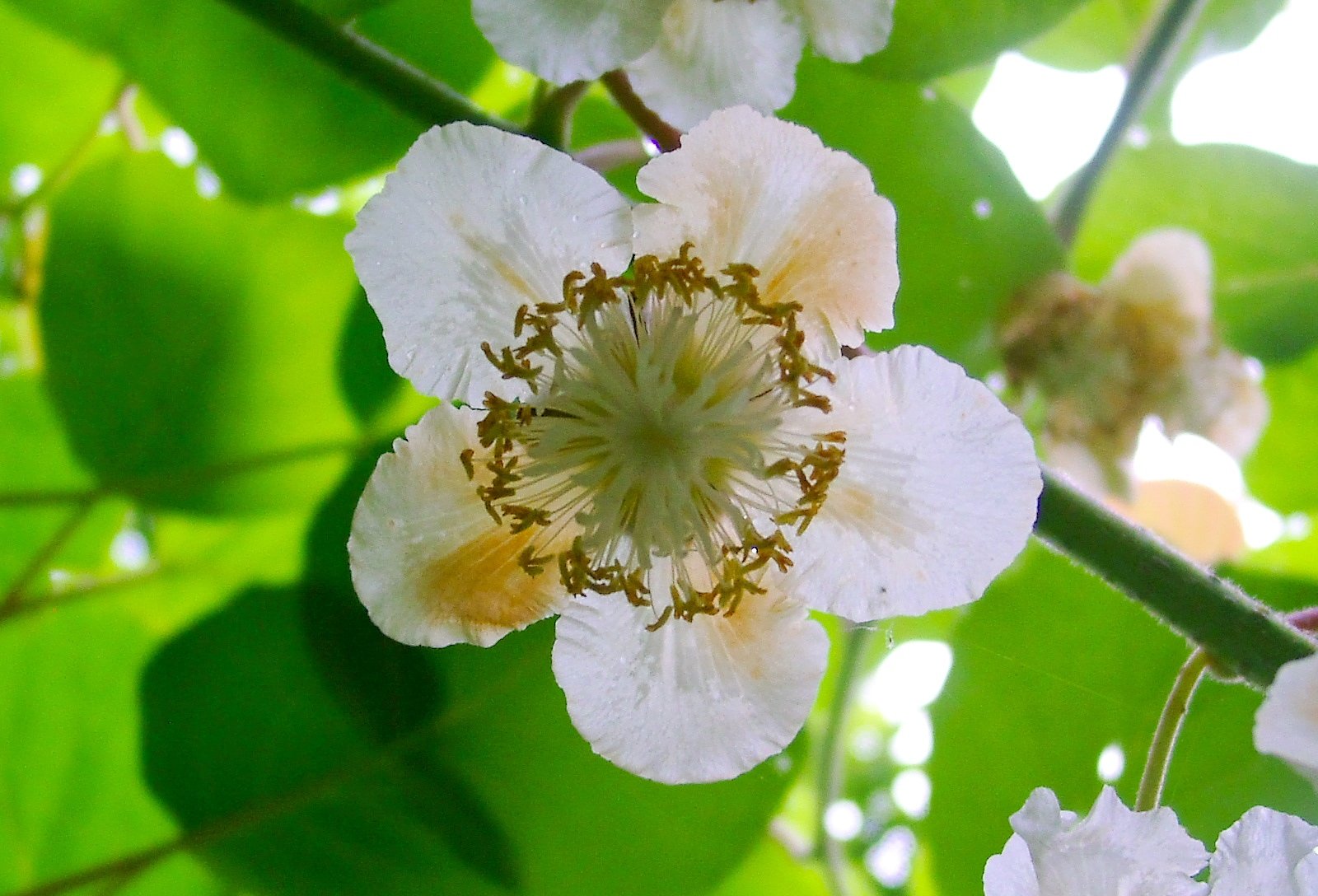 キーウイフルーツの雌花-1