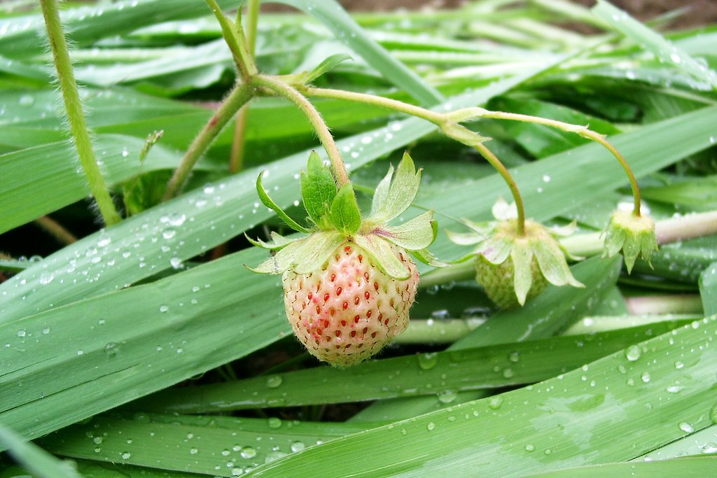 畑に植えた自家用のイチゴ