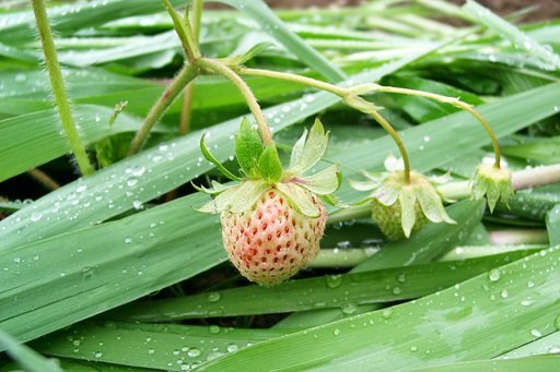 畑に植えた自家用のイチゴ