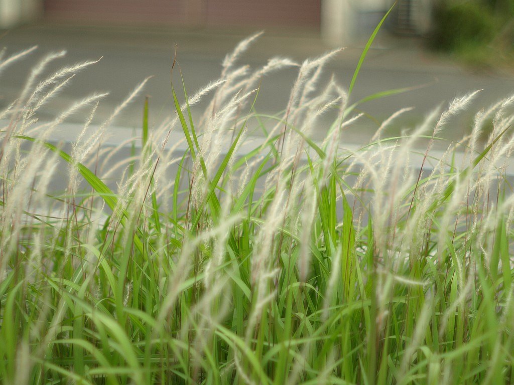 チガヤの穂