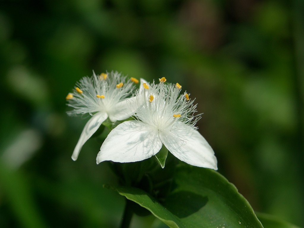 庭の花⑮