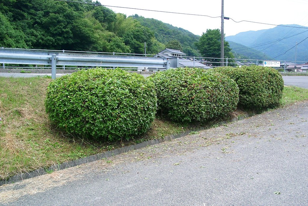 村の入口のヒラトツツジを剪定