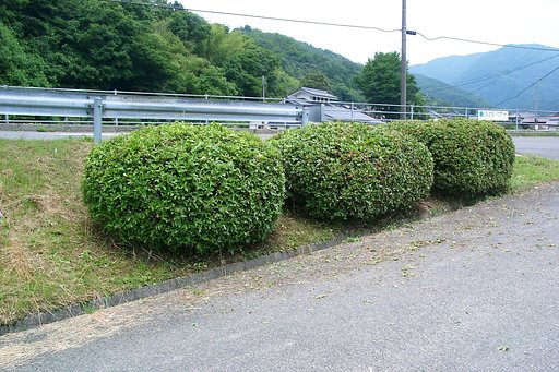 村の入口のヒラトツツジを剪定