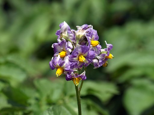 【植】畑の花
