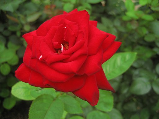 赤い薔薇に奔る光〜