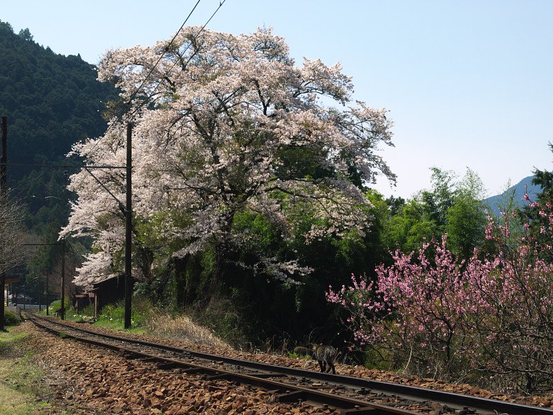 散歩道