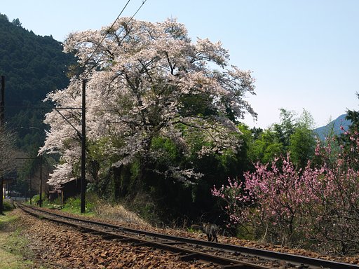 散歩道
