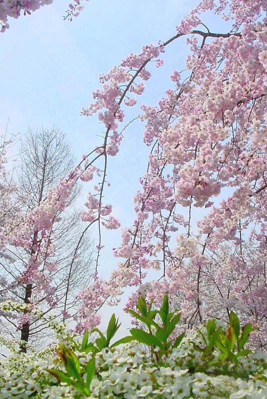 枝垂れ桜