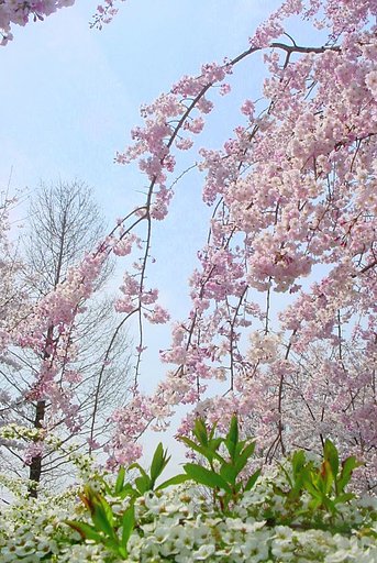 枝垂れ桜