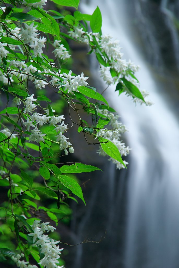 涼華