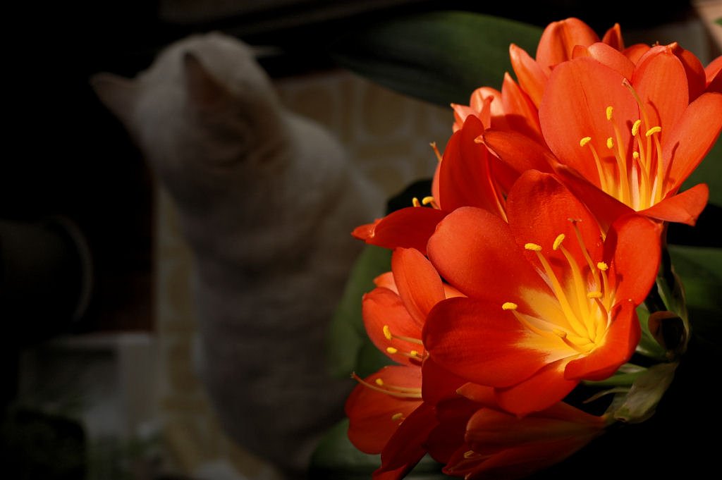 花とねこ