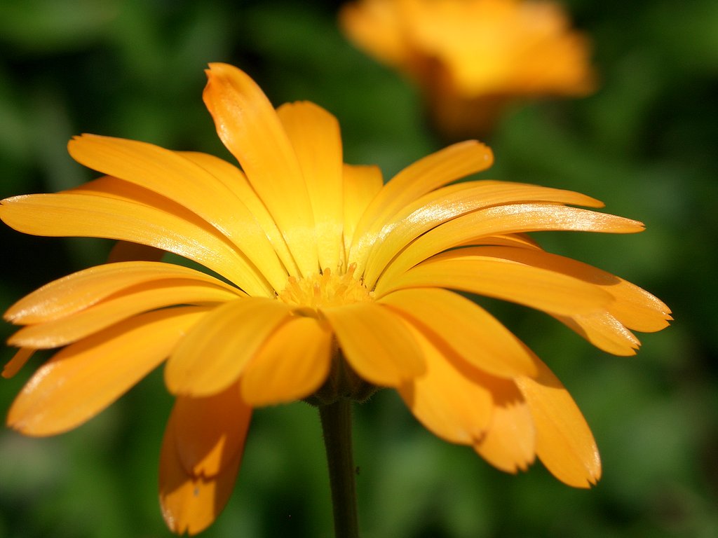 庭の花⑰