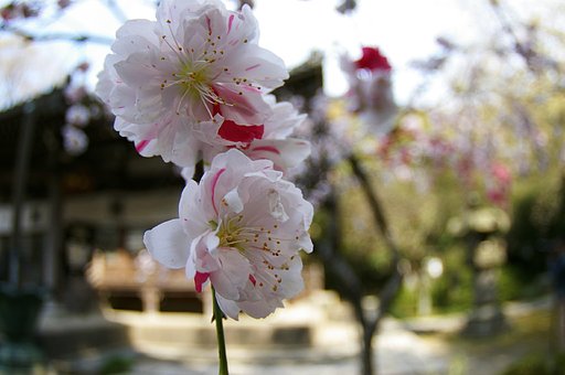 春なんです。