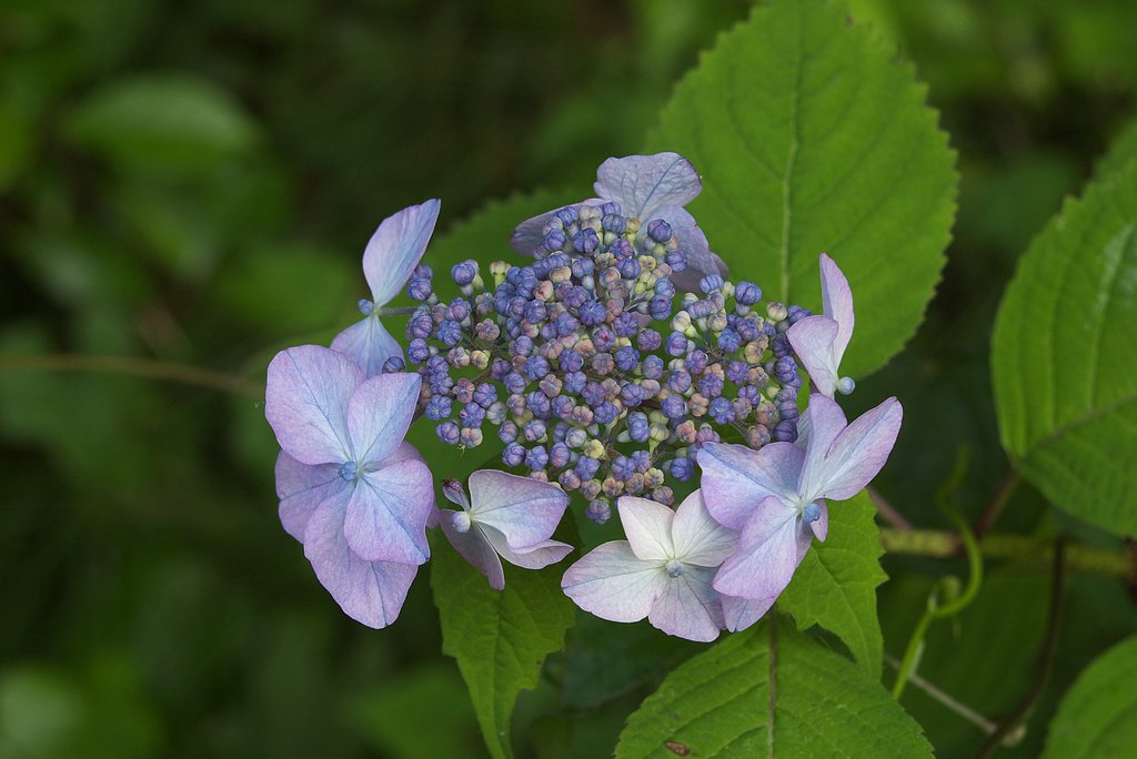 ヤマアジサイ？の花が一足先に咲きました。
