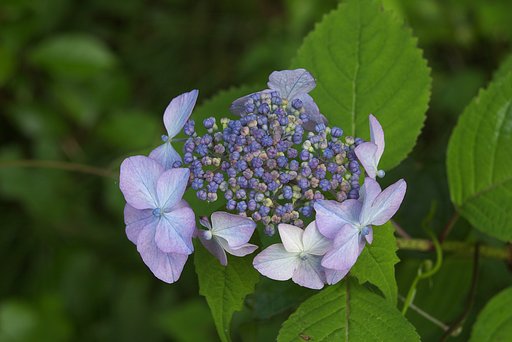 ヤマアジサイ？の花が一足先に咲きました。