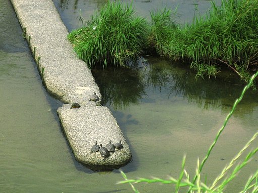 もしもし亀よカメさんよ