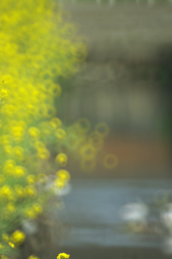 【緑】菜の花