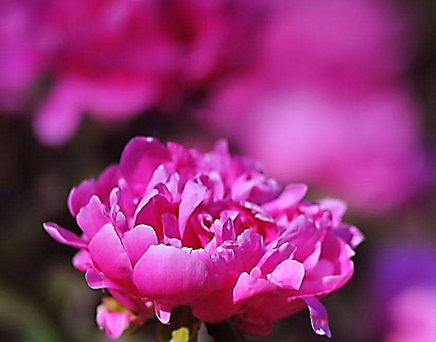 芍薬の多重露出