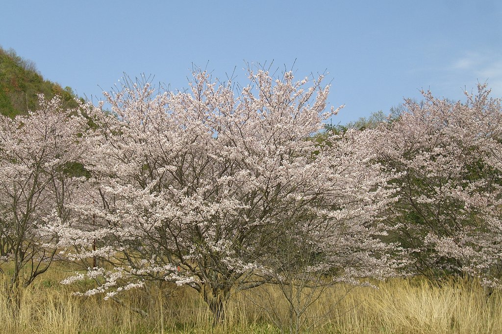 穴場