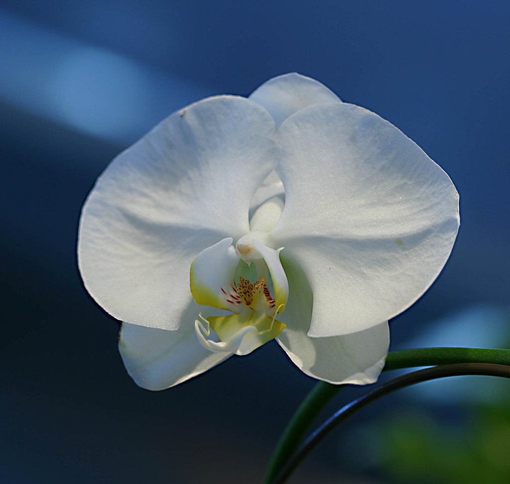 虫のつかない花