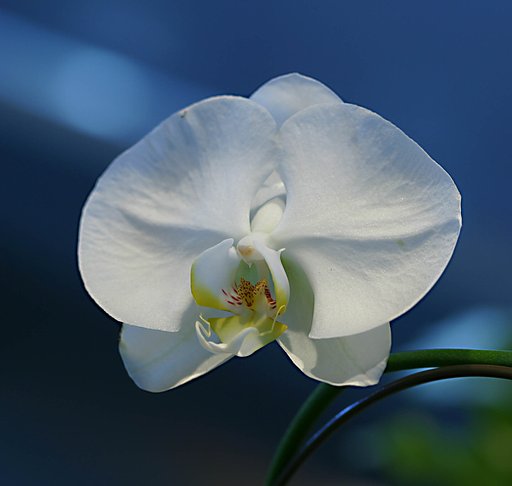 虫のつかない花