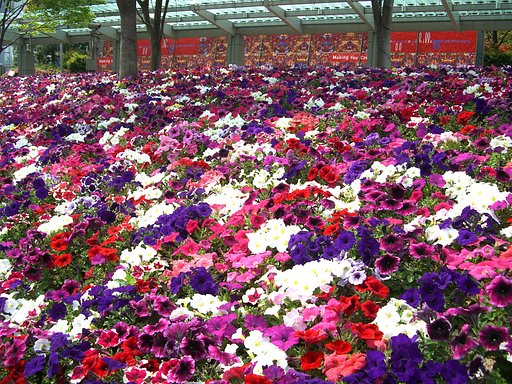 六本木ヒルズ広場の花壇