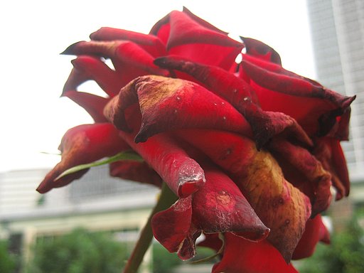 赤薔薇として