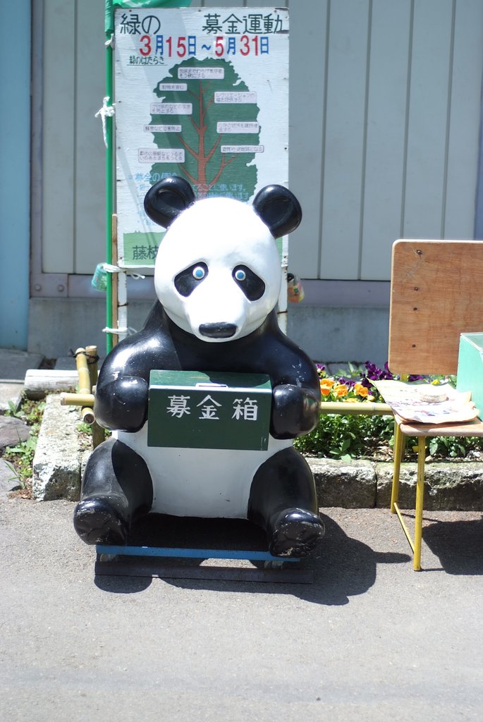 パンダ　その孤独なる生涯