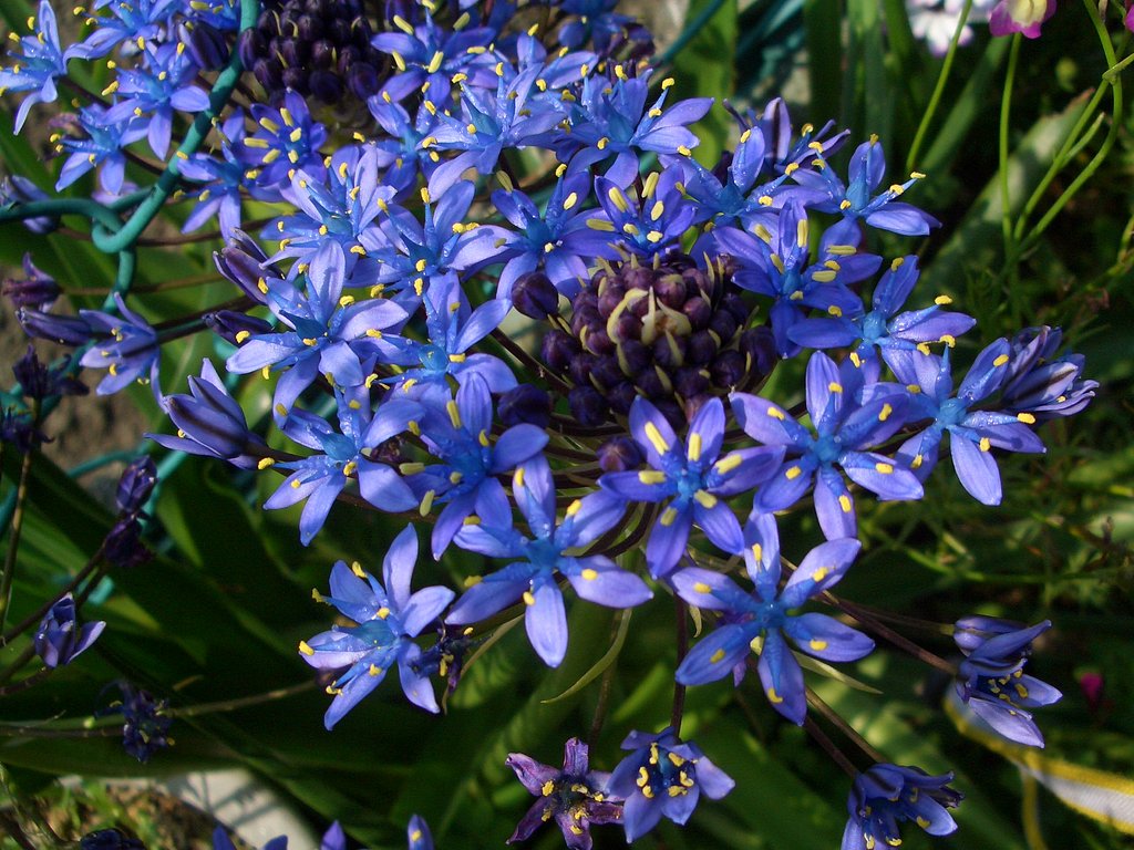 シラー・花名です