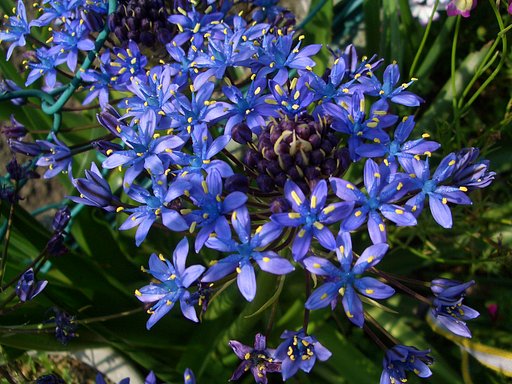 シラー・花名です