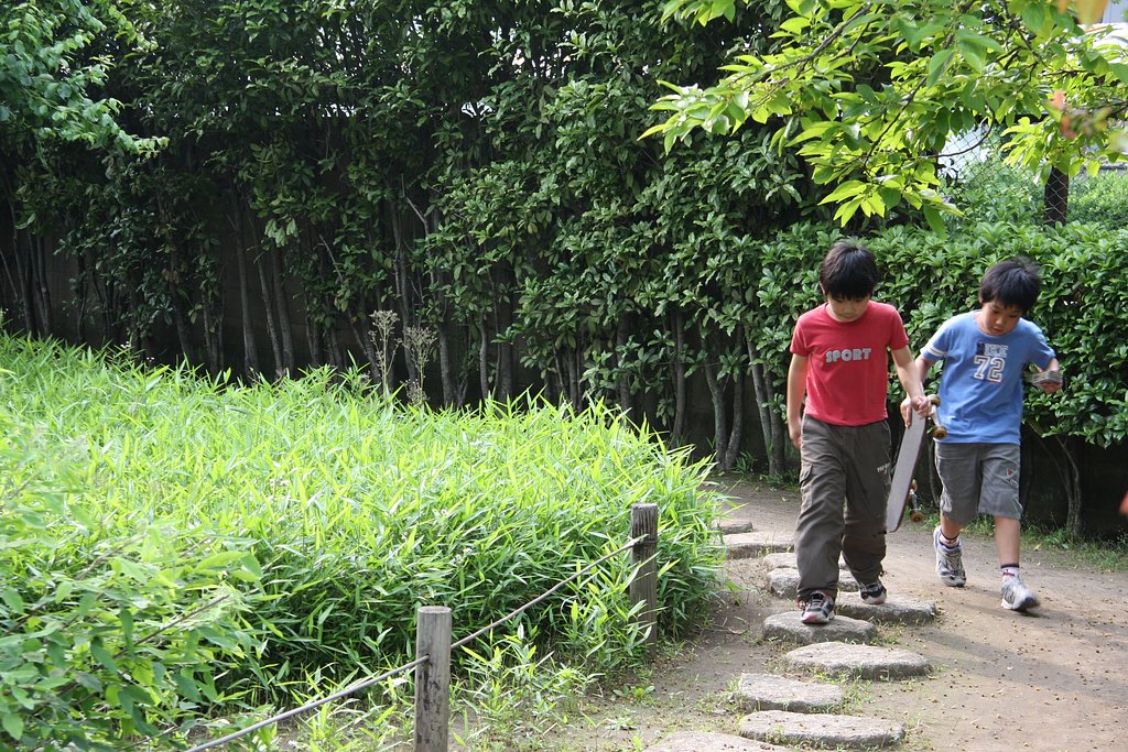 公園の新緑