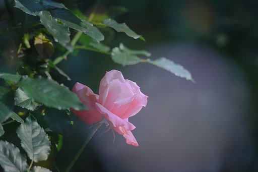 バラの多重