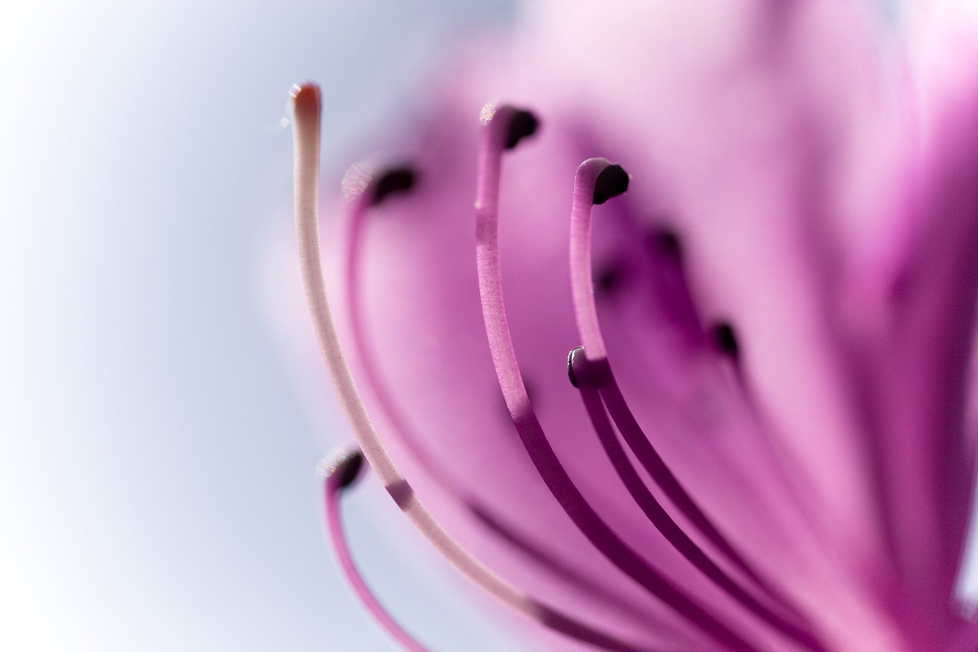 光を一杯にうけたツツジ