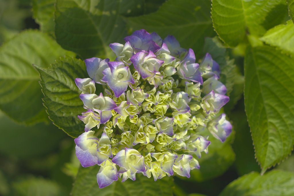普通に紫陽花