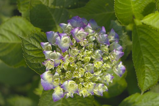 普通に紫陽花