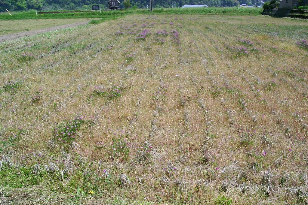 昨年暮れより雨続きでレンゲ発芽不良です。