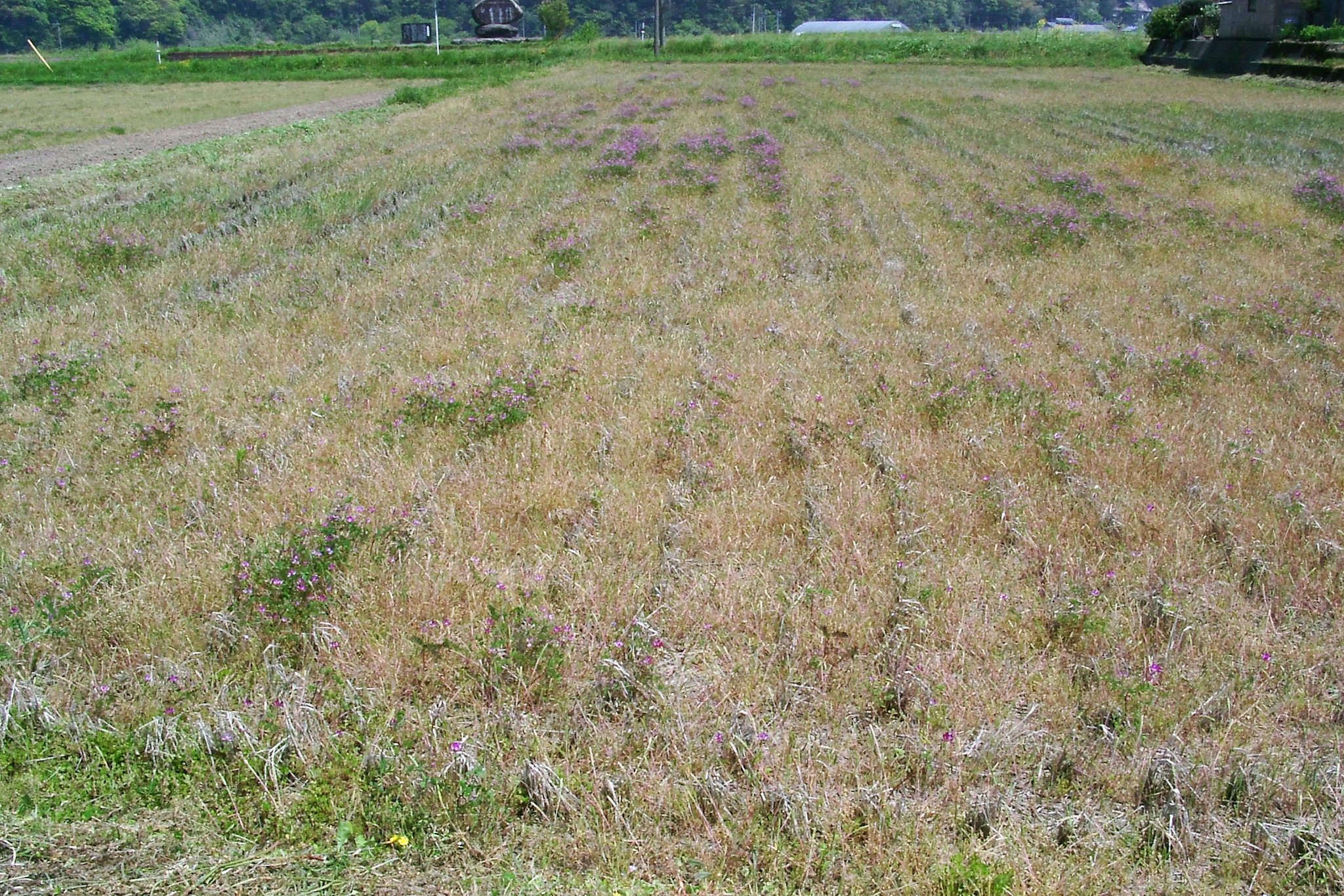 昨年暮れより雨続きでレンゲ発芽不良です。