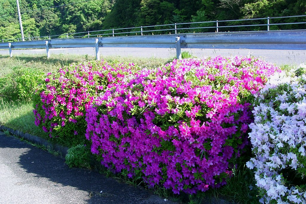 村入口のヒラトツツジ白の隣の赤いツツジが満開です。