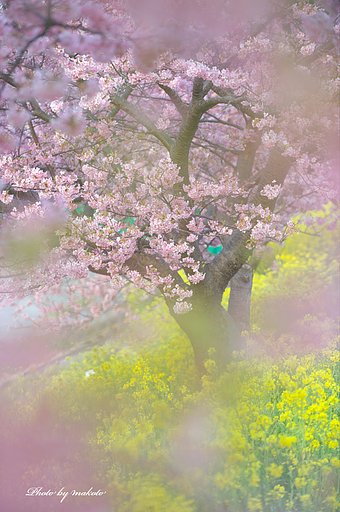 春のイメージ