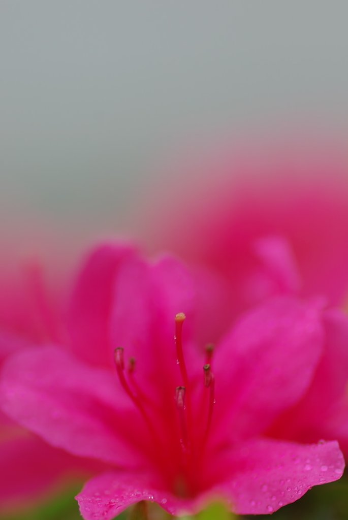 雨中のツツジ