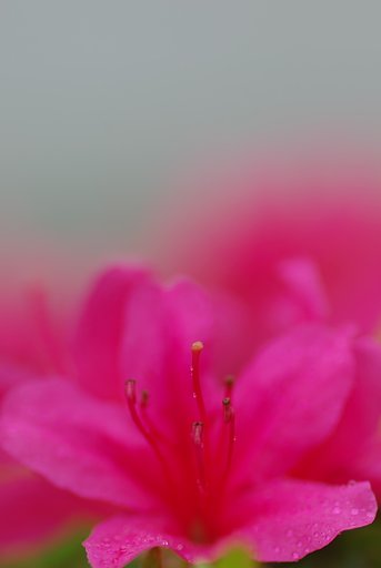 雨中のツツジ
